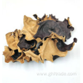 buy cheap Black Fungus With White Back